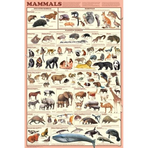 Egg Laying Mammals Names - Pets Lovers