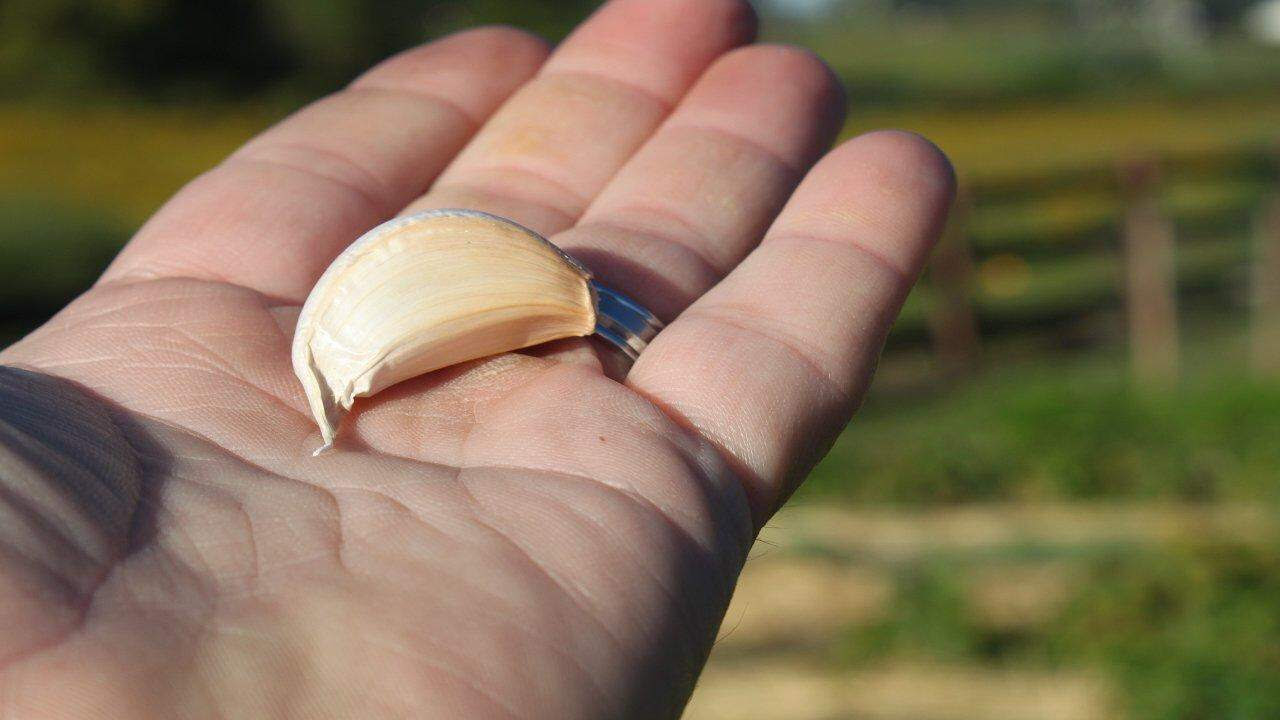 10+ Amazing Benefits Of Eating Garlic on an Empty Stomach