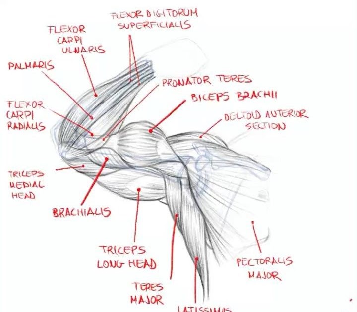 Anatomy Of The Armpit Anatomy