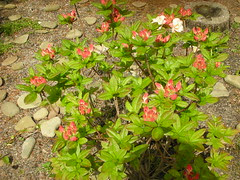 orange rhododendron