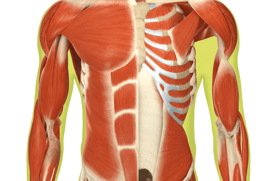 Body Muscle Diagram And Names - Dibujos: sistema muscular dibujo