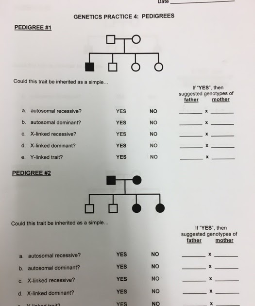 Amoeba Sisters Pedigree Activity Answer Key