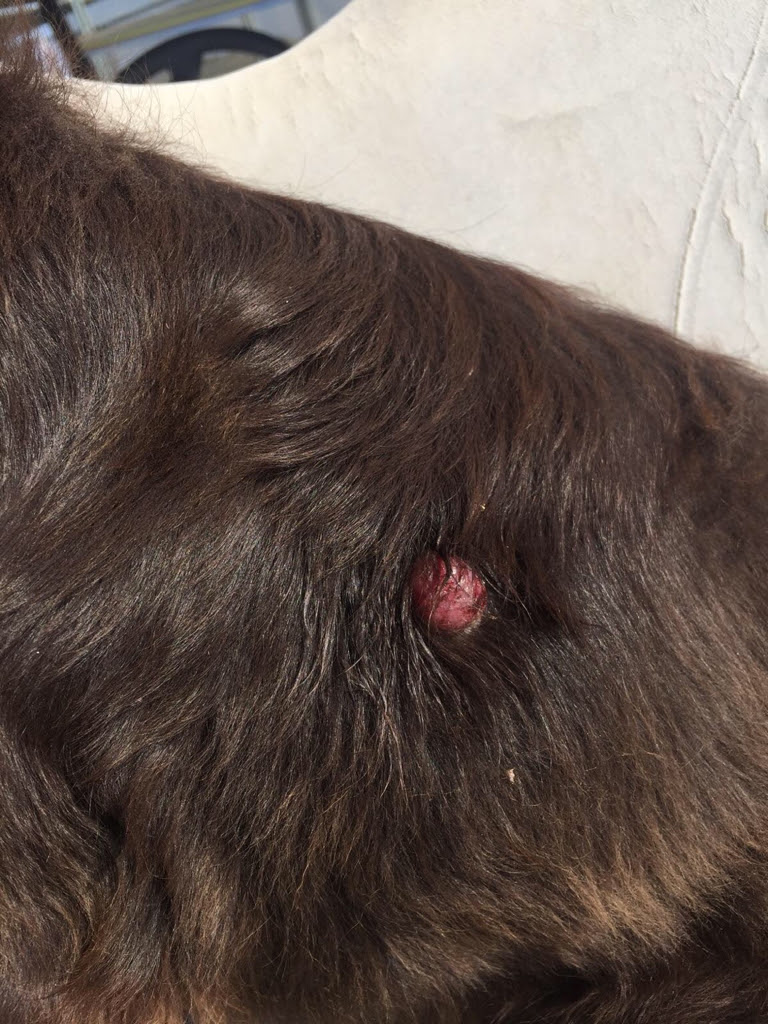 Dog Skin Cancer The O Guide