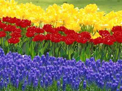 Flower Beds Jigsaw Puzzle - JigZone.com