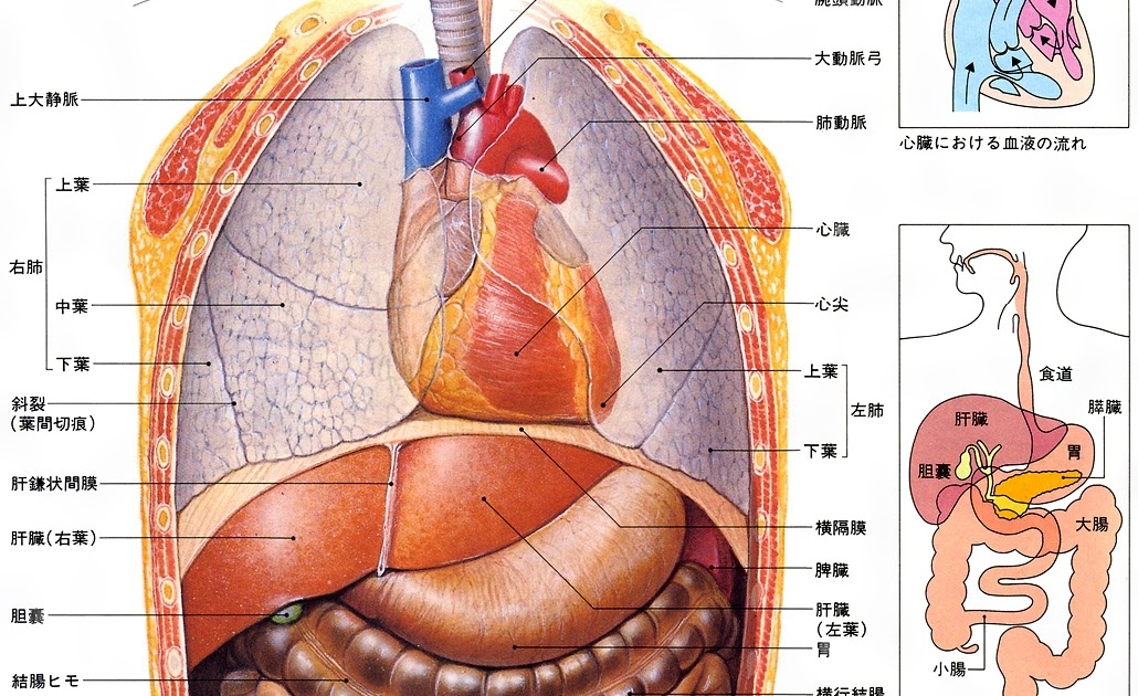 JapanImage 内臓 位置 イラスト