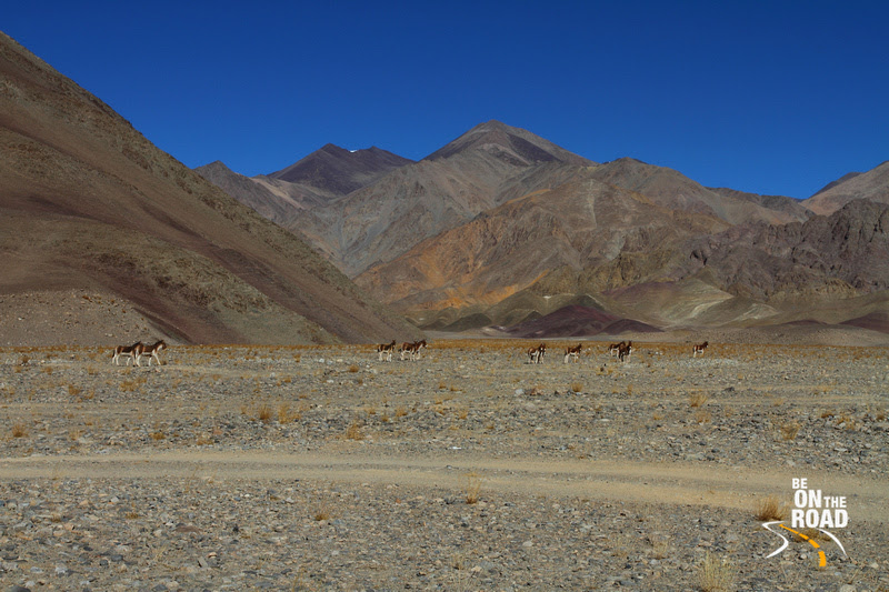 A Herd of Kiangs (Ladakhi Wild Ass) at Changthang Cold Desert