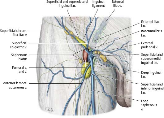 Diagram Of Groin Area Picture Of A Patients Left Groin Area Showing