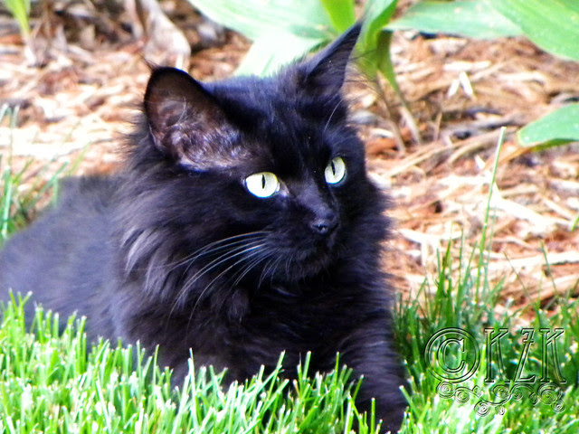 DSCN3764 Fluffy Black Cat