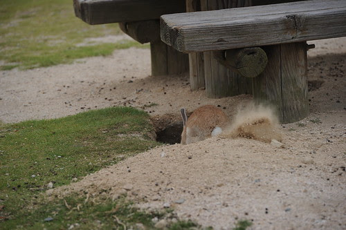 Okunoshima Island