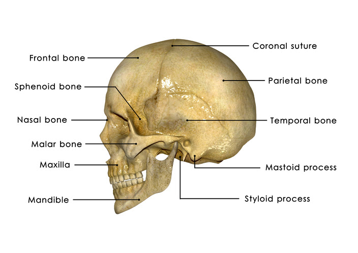 Mastoid Bone Diagram