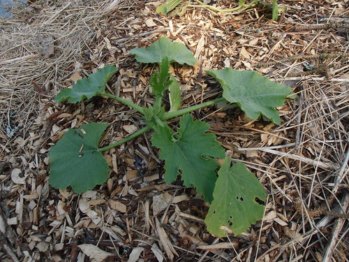 kevät 2013 078