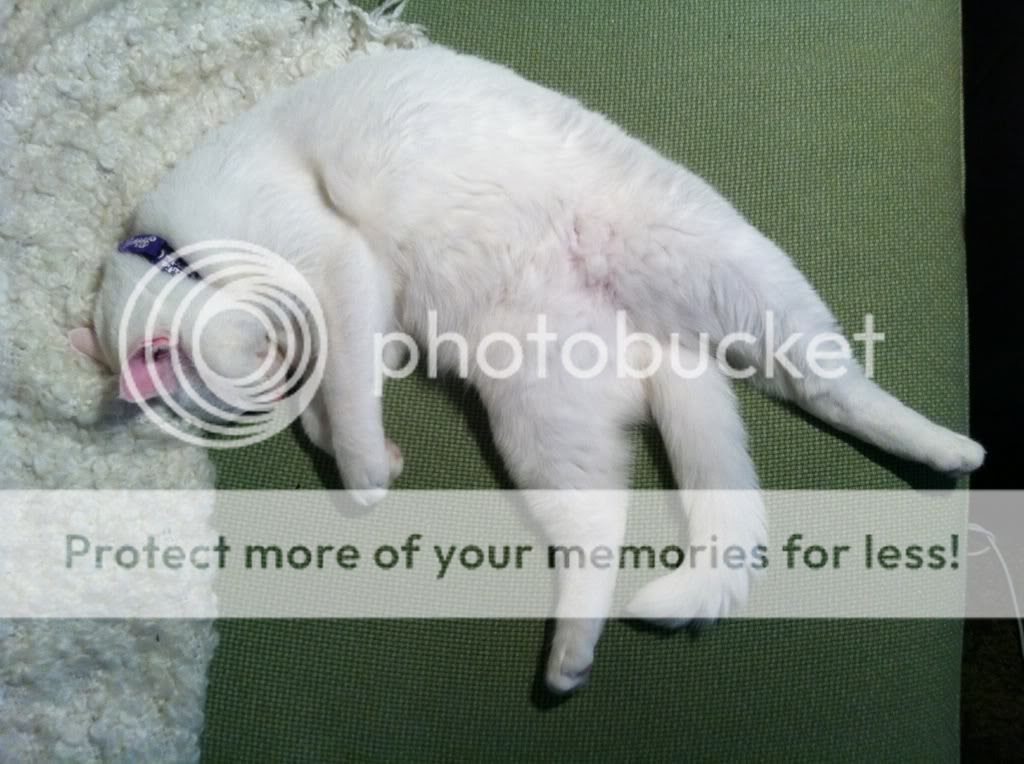 White Cat Sleeping