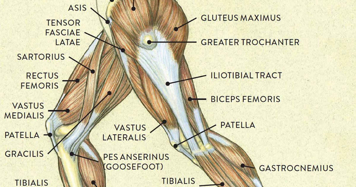 Upper Leg Muscles And Tendons - murmansk-1