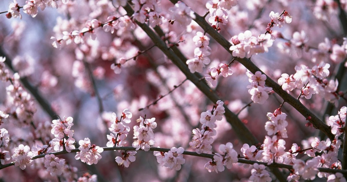 Dark Cherry Blossom Wallpaper 1920x1080 - Mural Wall