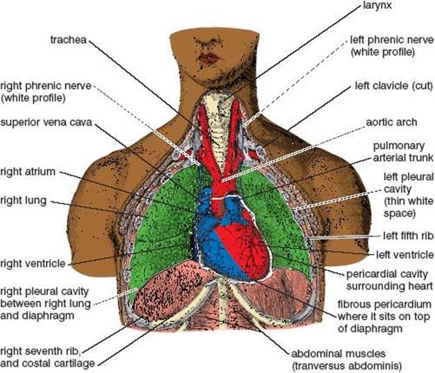 Picture Of Organs That Sit Upder Left Rib Cage 5mxv Chn1 Ctmm