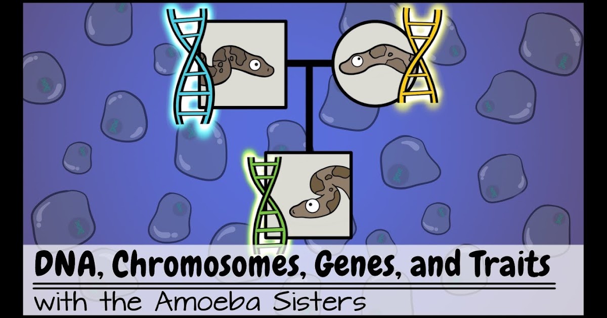 amoeba-sisters-video-recap-alleles-and-genes-worksheet-answer-key-amoeba-sisters-video-recap