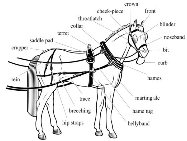 Horse Riding Equipment Names - Harness Diagram Draft Work Harness