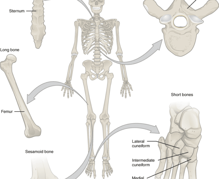 Ten Major Bones In The Human Body / How to Memorize Bony Landmarks