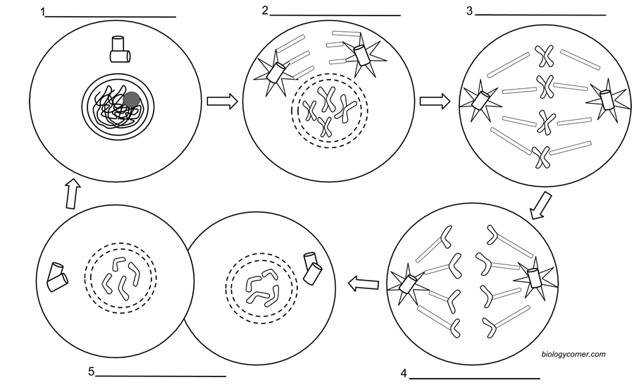 stage-of-mitosis-worksheet-worksheet