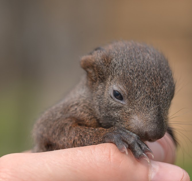 Baby squirrel for sale in chennai information