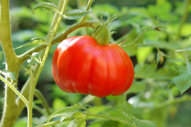 First ripe Ulster Germaid tomato in our garden by Eve Fox, Garden of Eating blog, copyright 2011