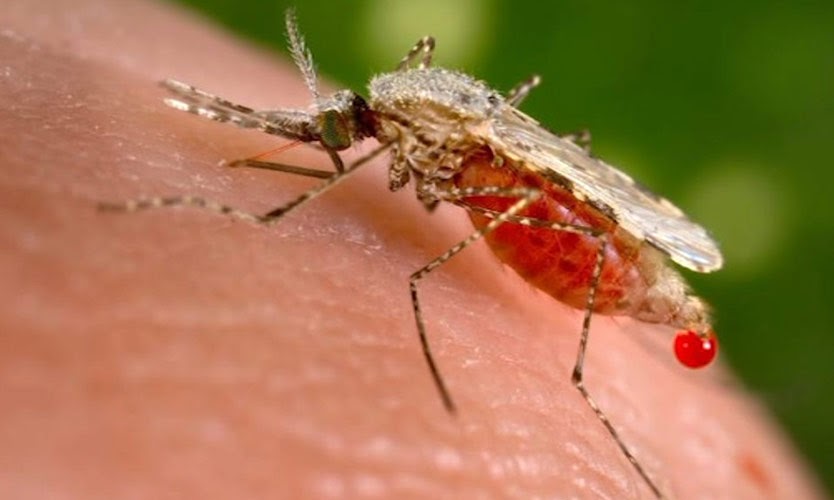 a plazmodium malária átterjedésének fő útja mocsárszerű lehelet