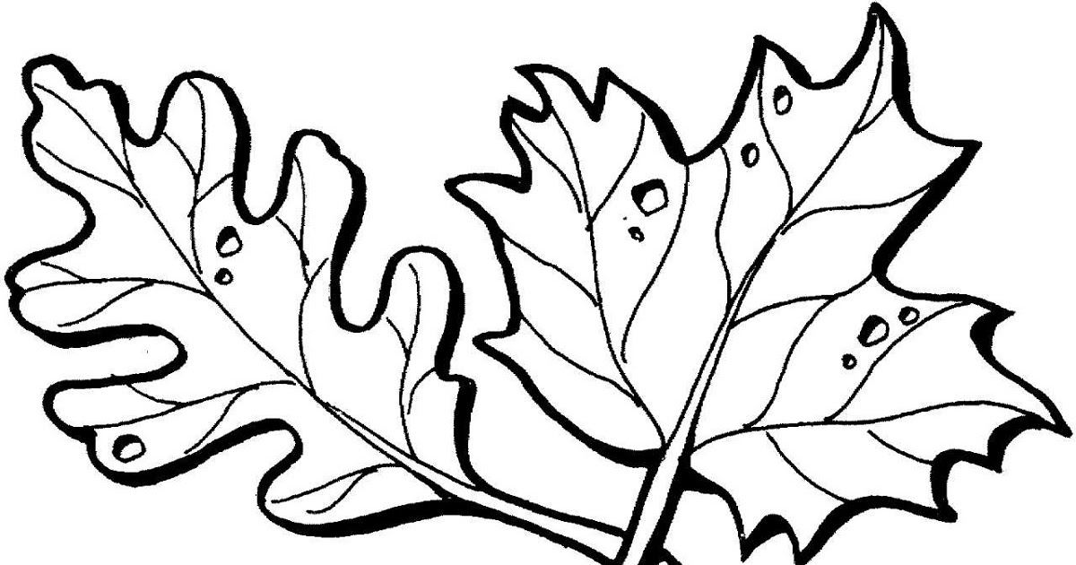 Leaf Coloring Pages for Preschool Activity Shelter - Coloring Pages