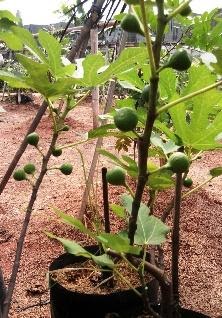 Manfaat Buah Tin dan Cara Budidayanya - AL-MUSABBIHIN