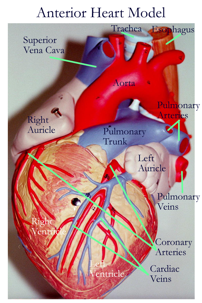 Blood Vessels Labeled Biology 2404 Aandp Basics 4which Blood Vessel