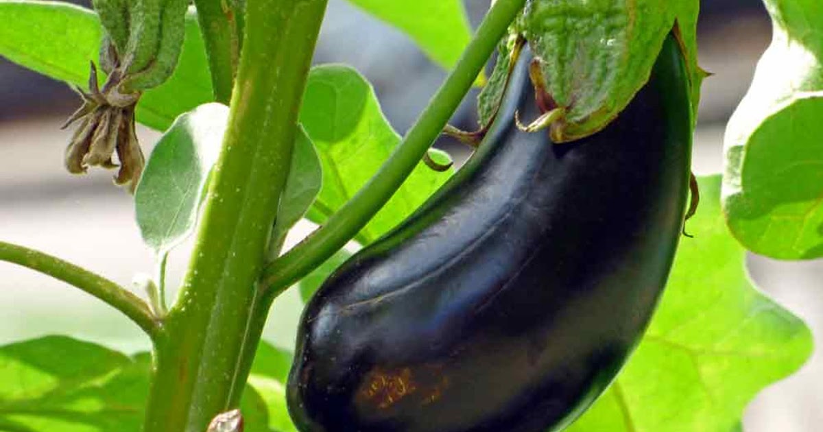 Calabacin y berenjena salteados