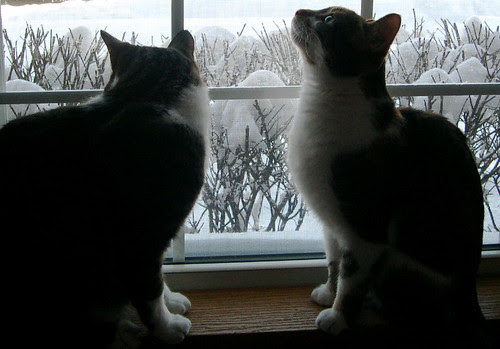 The cats enjoying the view