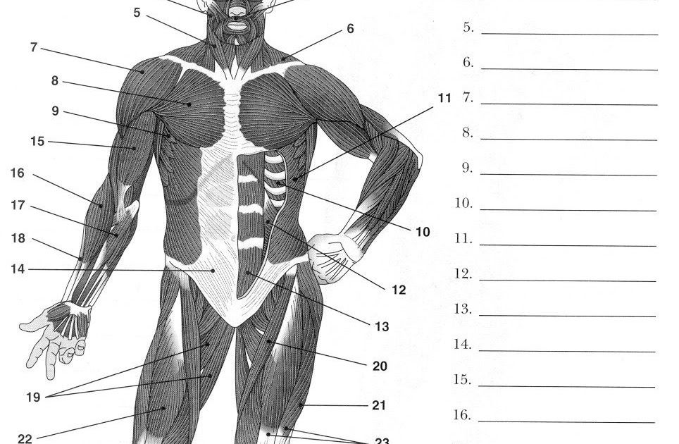 Full Body Muscular Diagram Pdf : Pin em Muscle - Garcia Sherne