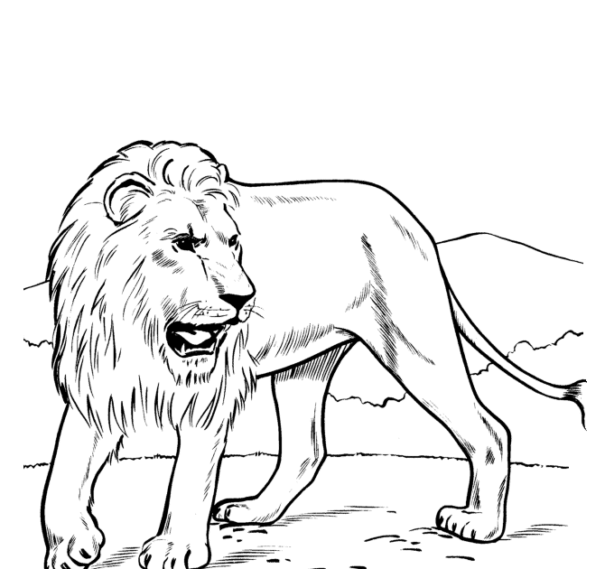 Line Drawings Of Wild Animals : Forest wild animal best line drawings of animals