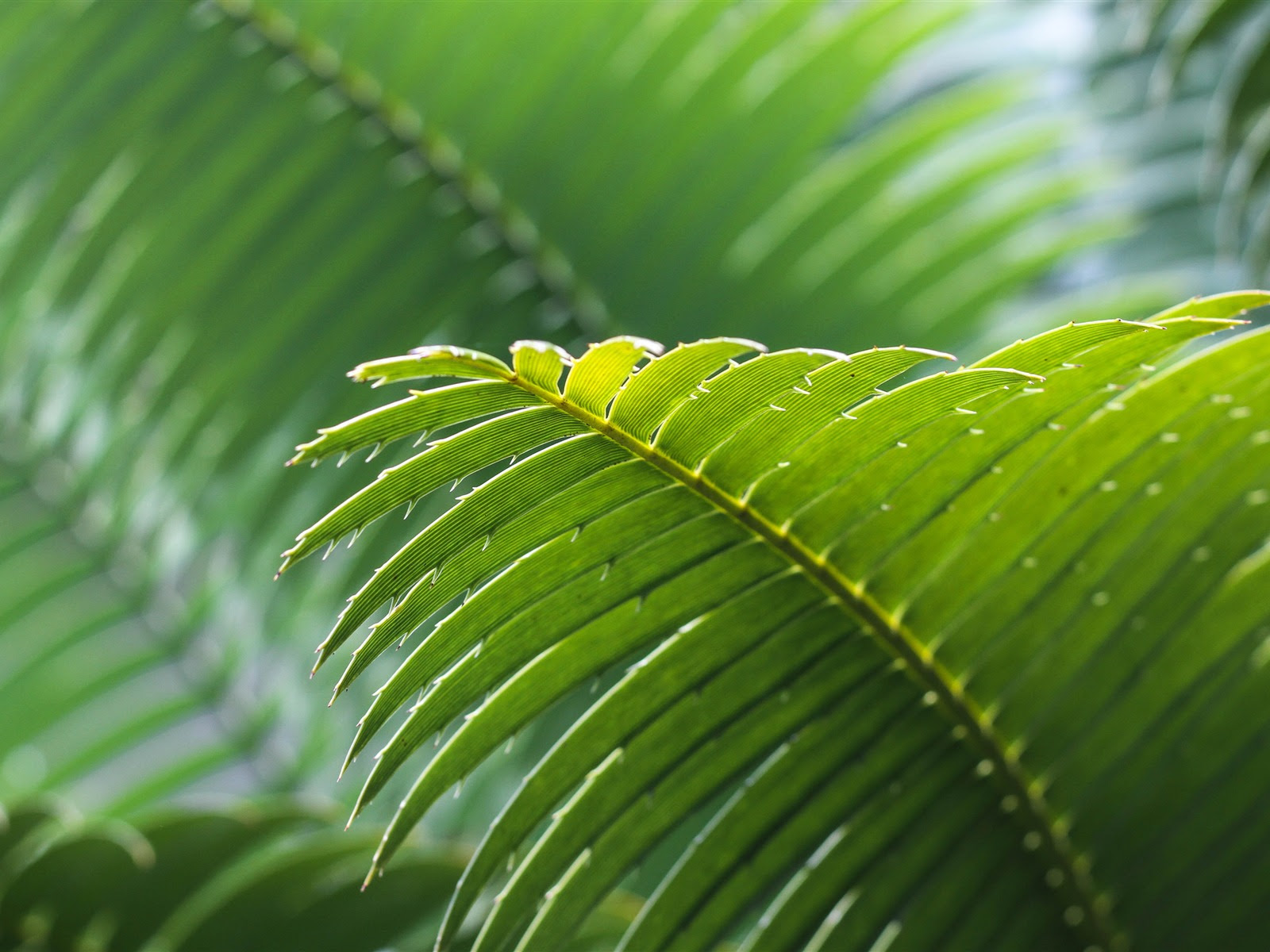 Green Palm Frond Wallpaper / DD139007 - Fifi Green Palm Frond Wallpaper