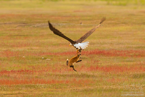 Bald Eagle and Red Fox Tussling Over Rabbit, San Juan Island National Historical Park, Washington