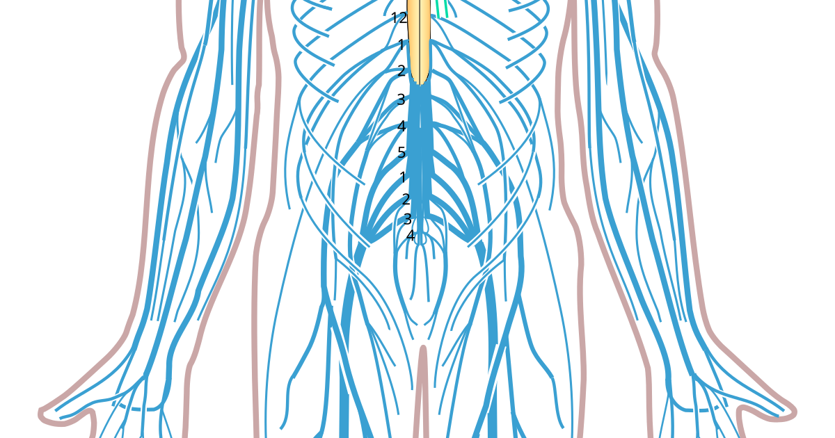 Nervous System Diagram Png : How Does The Nervous System Work