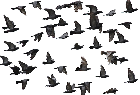 White Flying Pigeon Png Image Garden Bugs