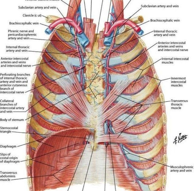 Anatomy Under The Right Rib 1887 Human Anatomy Print Of The Rib Cage