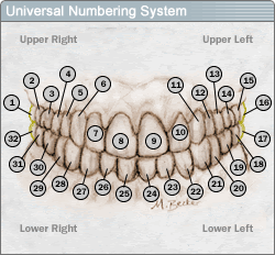 Anatomy Of The Teeth Numbers