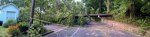 Tree down on Great Falls Street