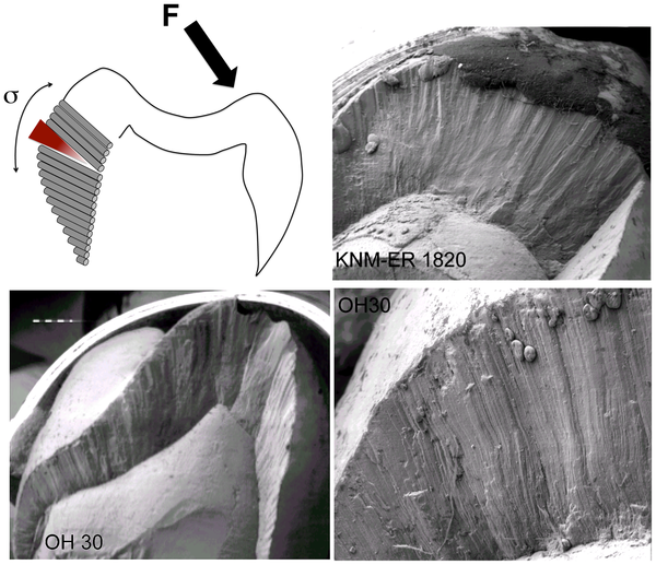 Figure 2 Illustration of the tensile stresses (σ) and resulting breakages in P. boisei teeth.