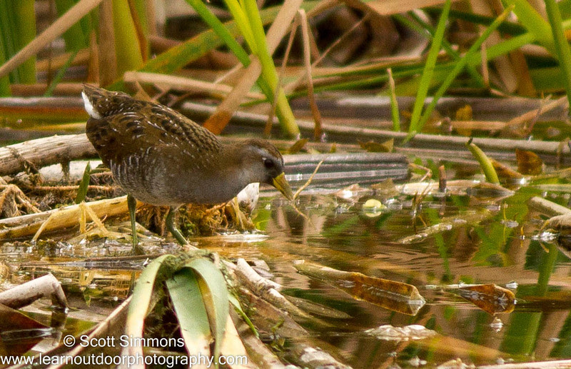 Orlando Wetlands Park Orlando Wetlands Park