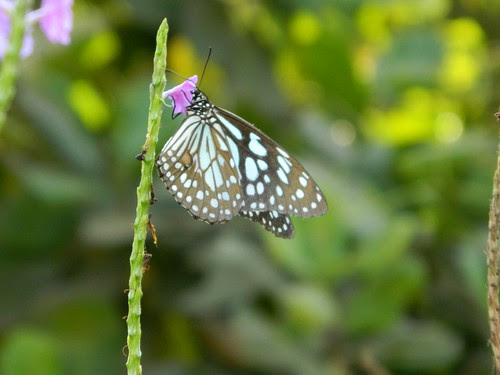 Blue Tiger Butterfly