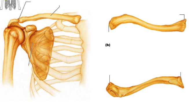 Acromial And Sternal End Of Clavicle Slideshare