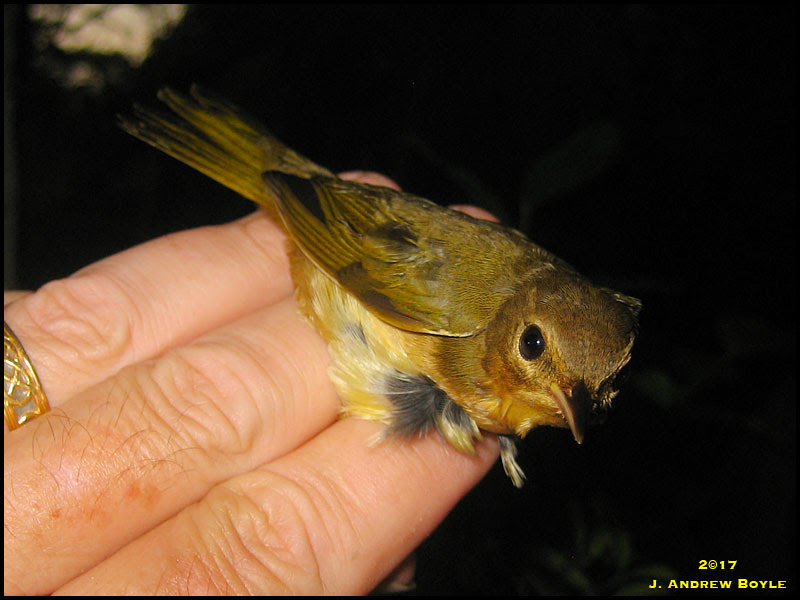 Common Yellowthroat Common Yellowthroat