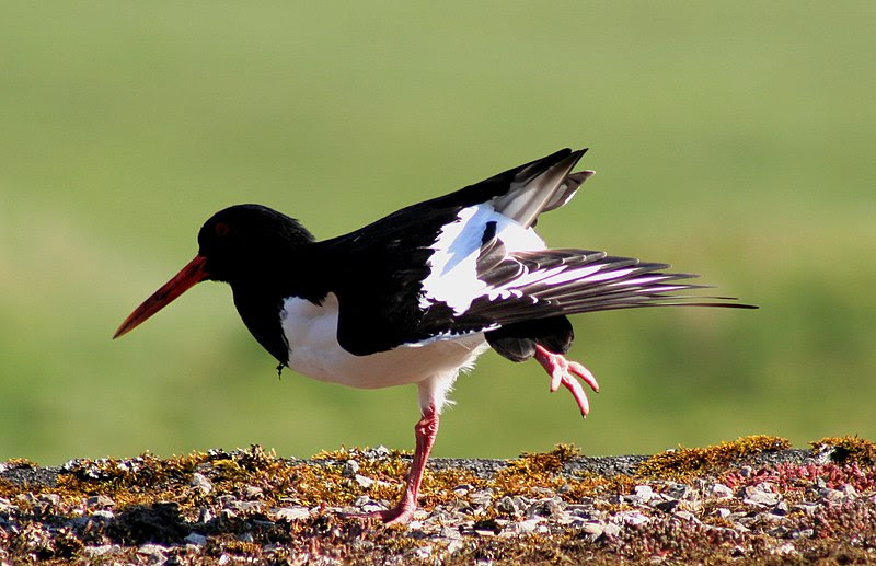 File:Oyster catcher aerobics.jpg