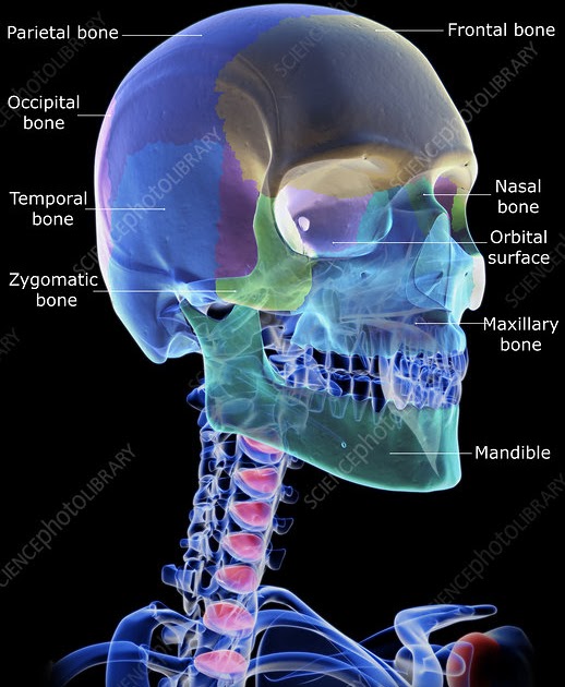 How Many Bones In The Face And Head - Bones of the Head and Neck