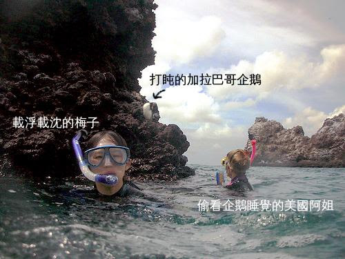 大家看企鵝