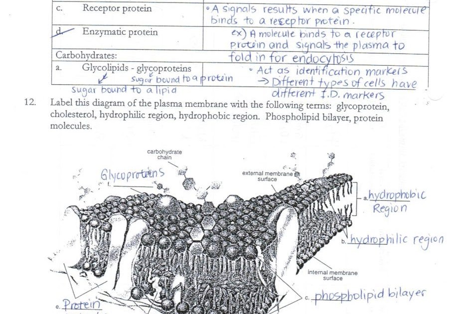 cell-transport-worksheet-answers-worksheet