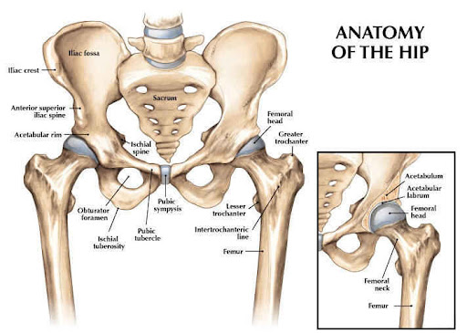Diagram Of Hip.and Back.muscles : Hip Anatomy, Pictures, Function